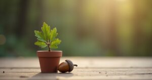 Acorn beside a small potted oak sapling